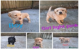 Labradoodle dogs for sale: Labradoodle puppies  - Image 1