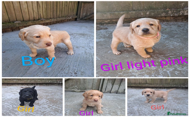 Labradoodle dogs - Advert 2