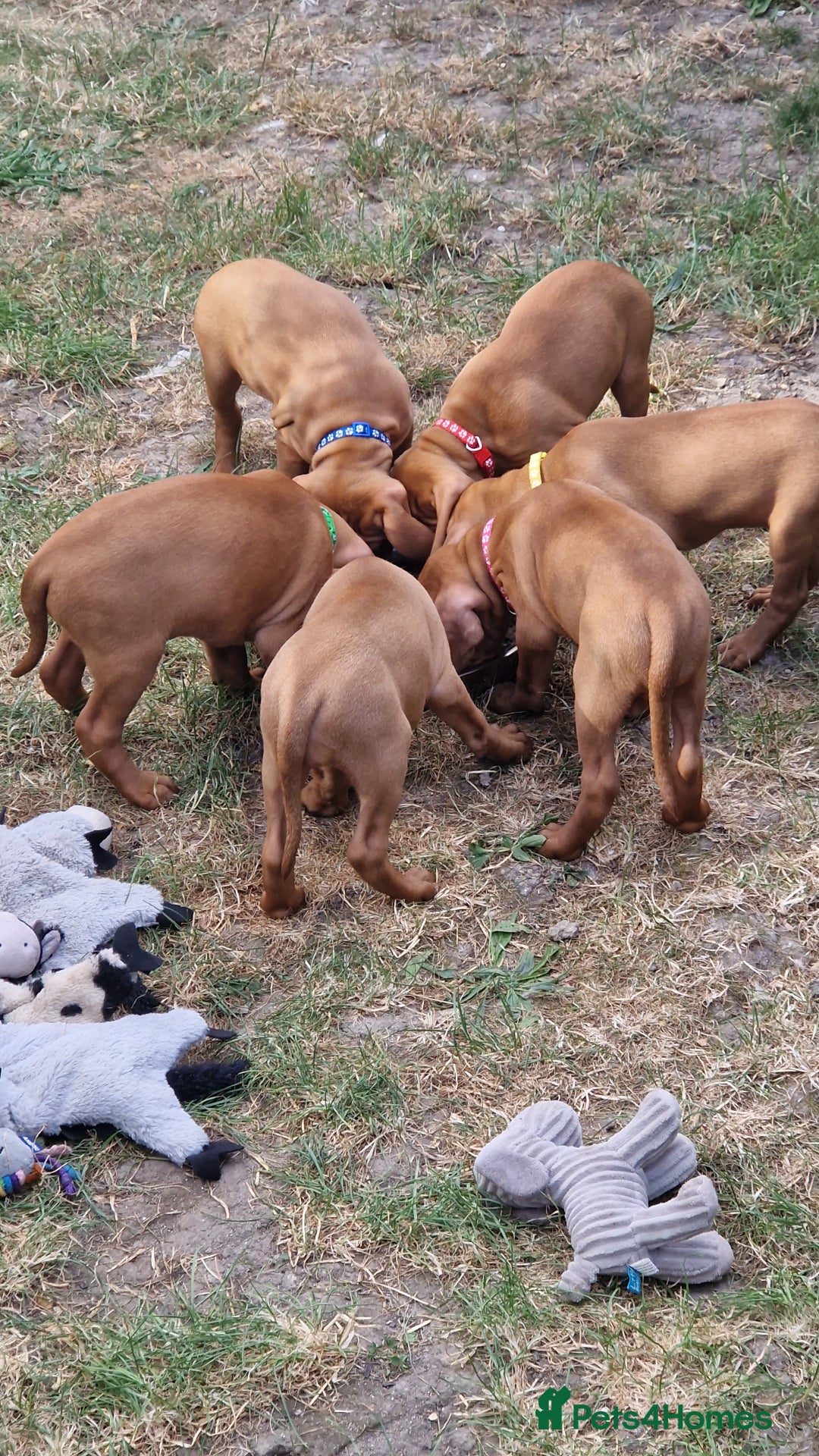 Hungarian Vizsla dogs for sale: Gorgeous bouncy and healthy vizsla pups - Image 13