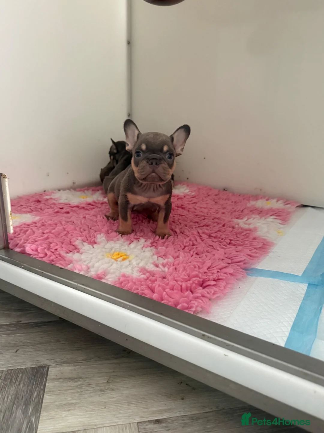 French Bulldog dogs for sale: 5 lilac tan frenchies carrying testable  - Advert 4