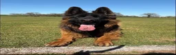 German Shepherd dogs for stud: Long hair KC registered Stud - Advert 3