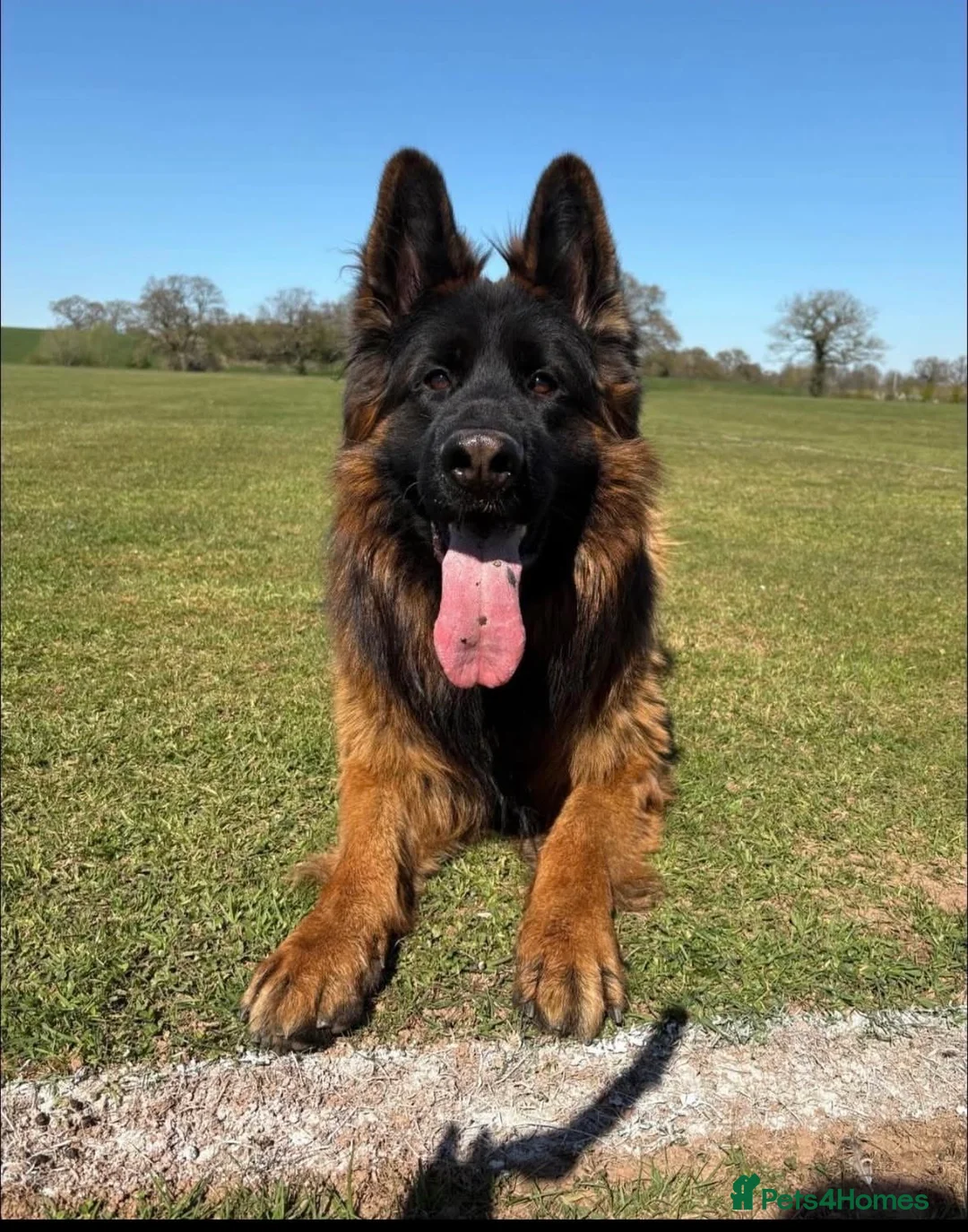 German Shepherd dogs for stud: Long hair KC registered Stud - Advert 3