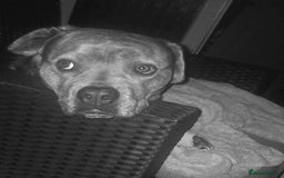 Mixed Breed dogs for sale: Nalah the staffweiler - Advert 4