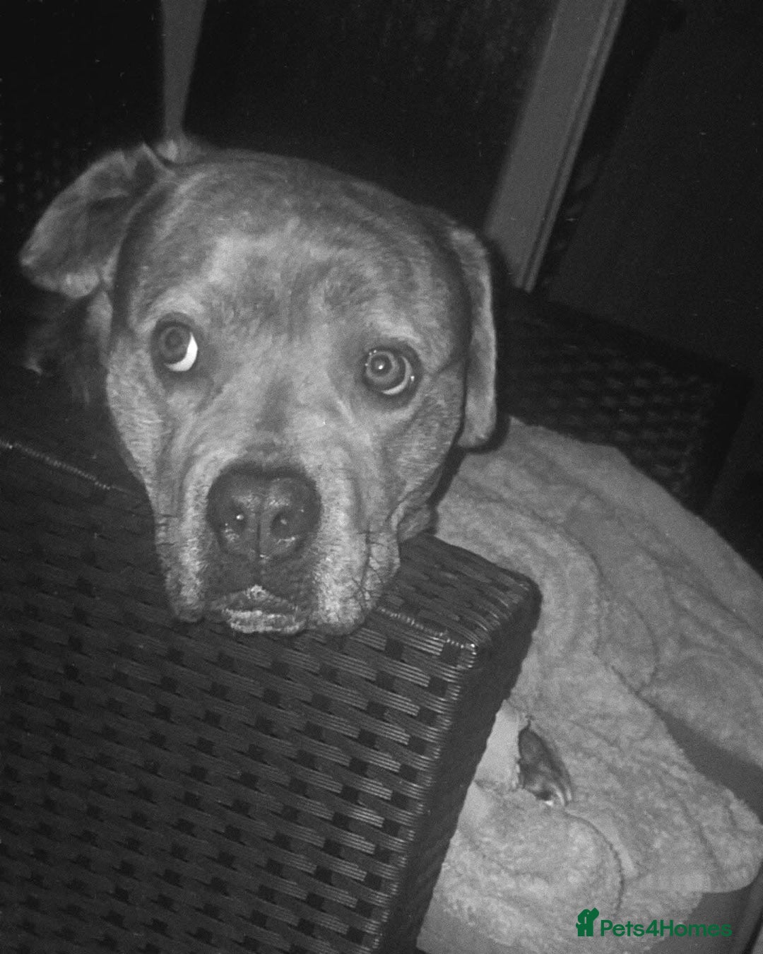 Mixed Breed dogs for sale: Nalah the staffweiler - Advert 4