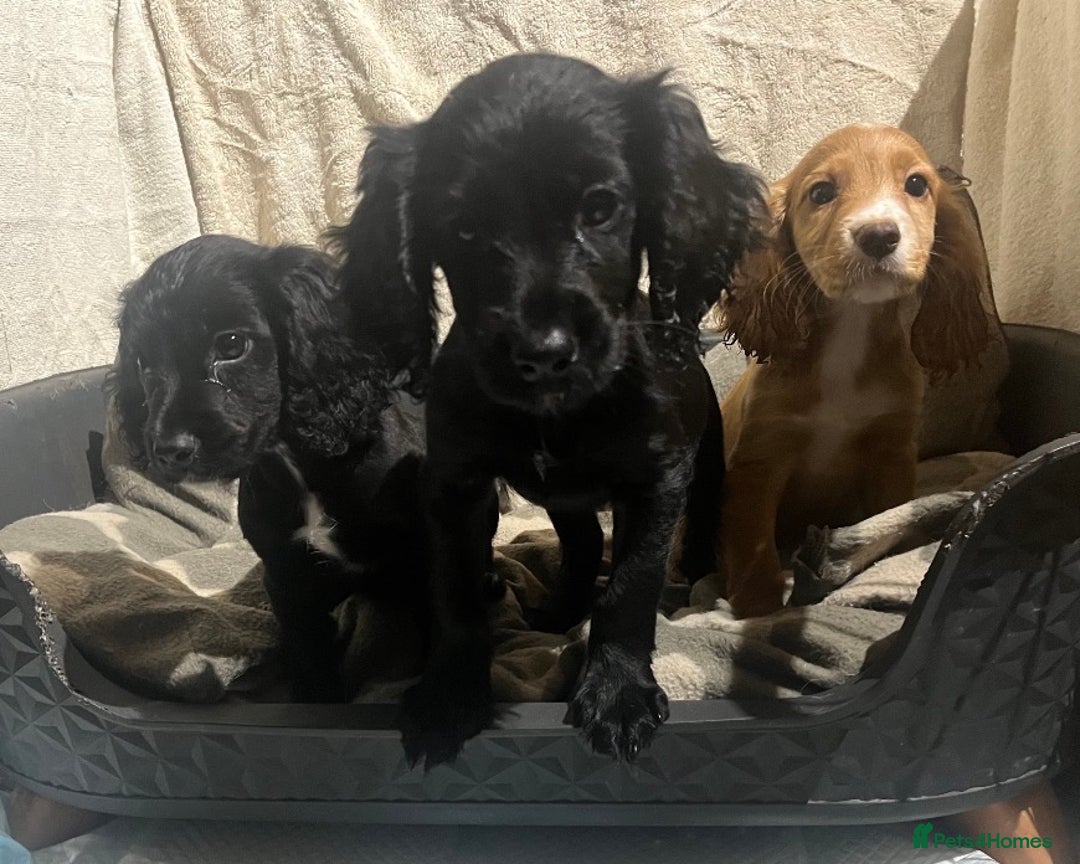 Cocker Spaniel dogs for sale: Working Cockerspaniel Pups  - Advert 3