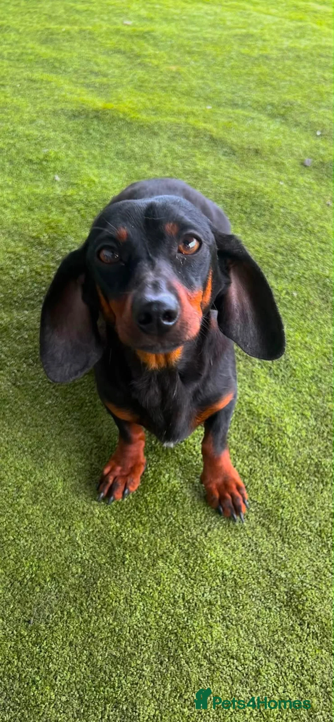 Miniature Dachshund dogs for sale: Miniature dachshund puppies in Stratford-upon-Avon - Advert 10