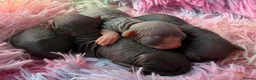 Sphynx cats for sale: 🐾TICA REGISTERED SPHYNX - LOVING HOMES SOUGHT 🐾 - Advert 2