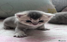 British Shorthair cats for sale: Scottish Straight/British Shorthair - Image 13
