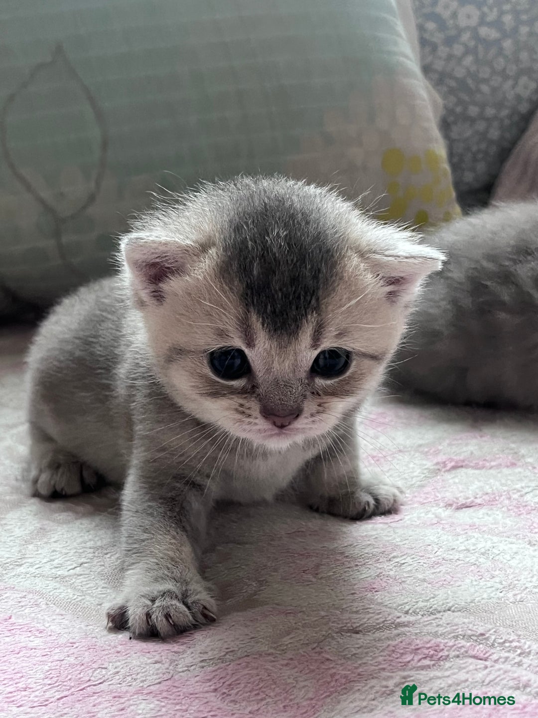 British Shorthair cats for sale: Scottish Straight/British Shorthair - Image 13