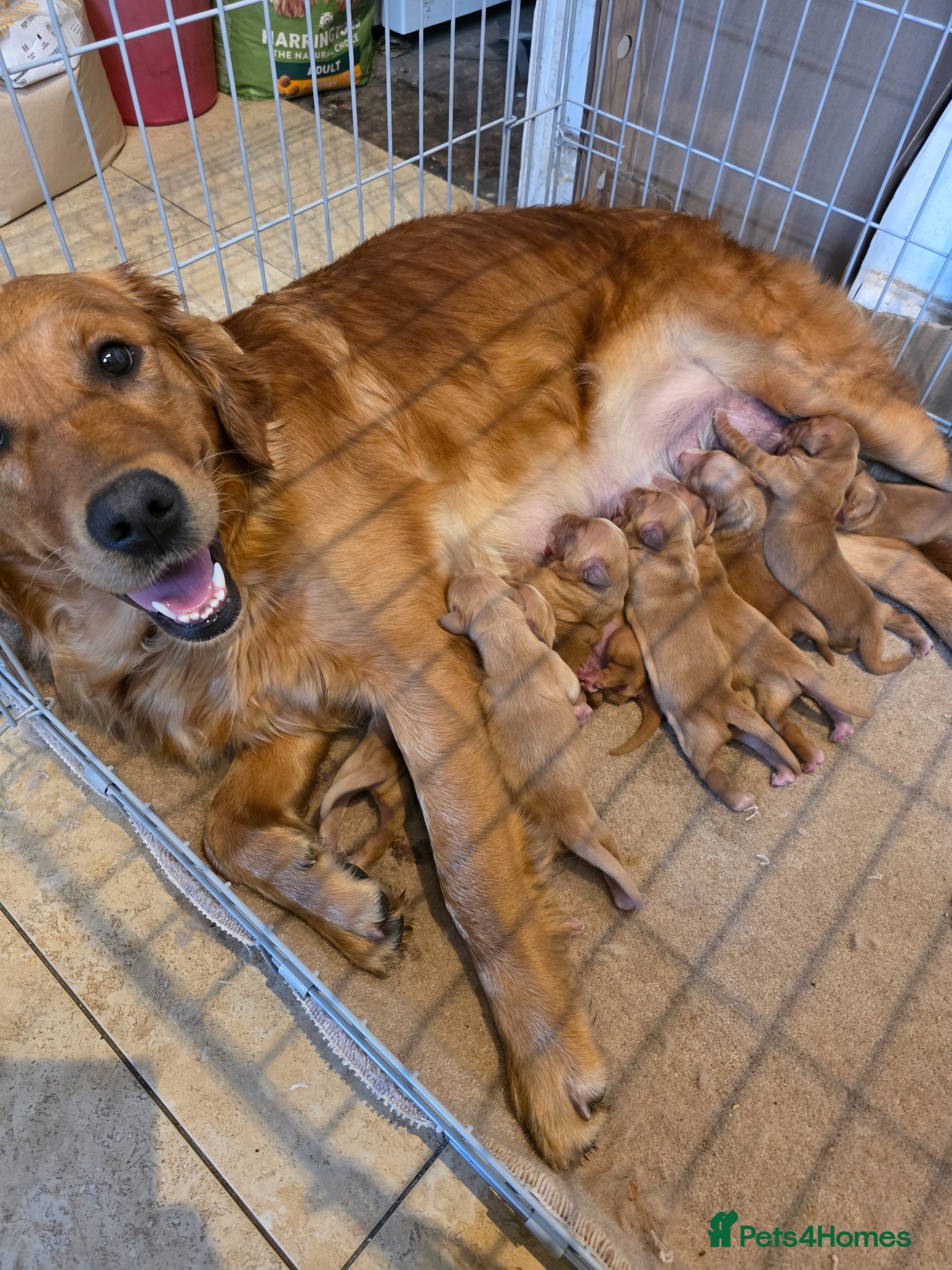 Golden Retriever dogs Kc registered golden retrievers  - Advert 1