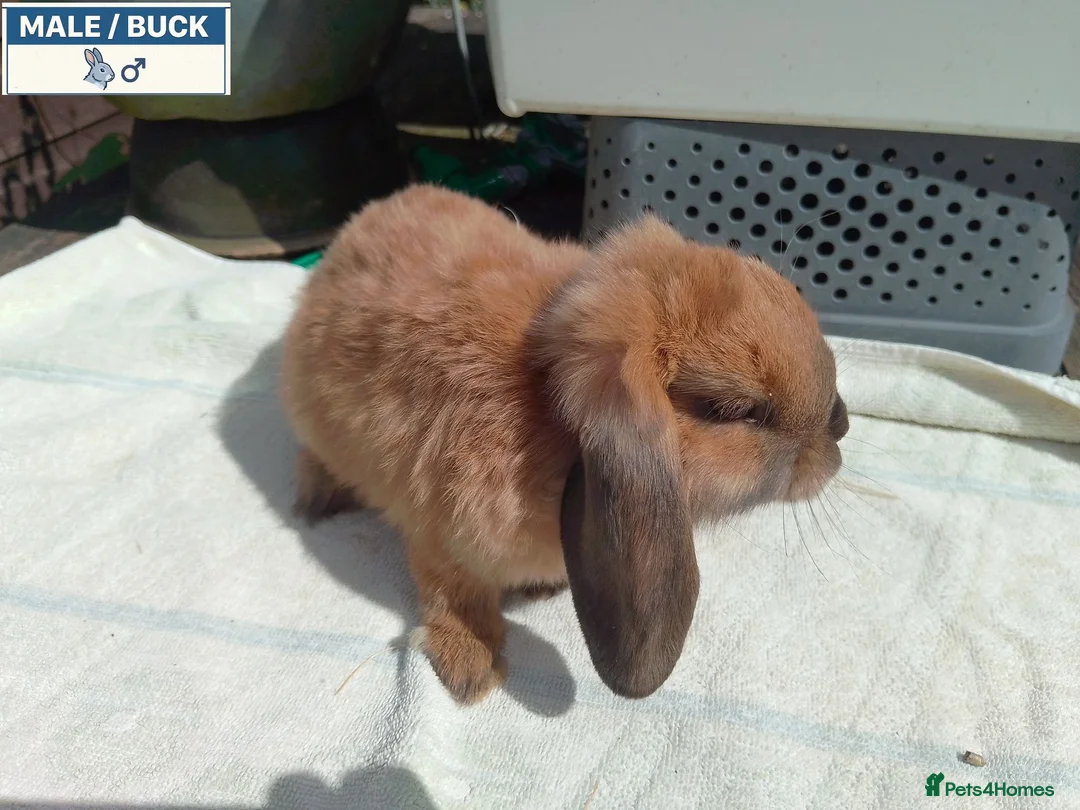 Mini Lop rabbits for sale: Pretty Female & Male Baby Rabbits - Advert 2