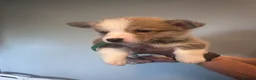 Welsh Corgi Pembroke dogs for sale: Beautiful Pembroke Welsh Corgi Puppies  in Chesterfield - Advert 8