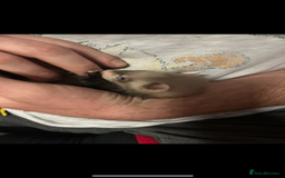 Ferret rodents for sale: Baby ferrets  - Image 9