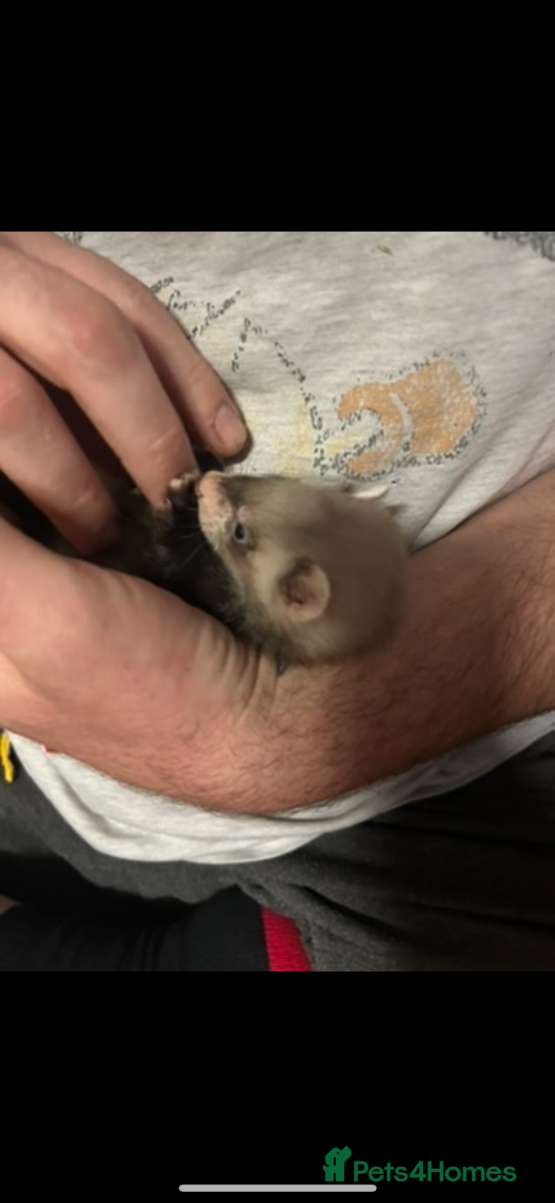 Ferret rodents for sale: Baby ferrets  - Image 9