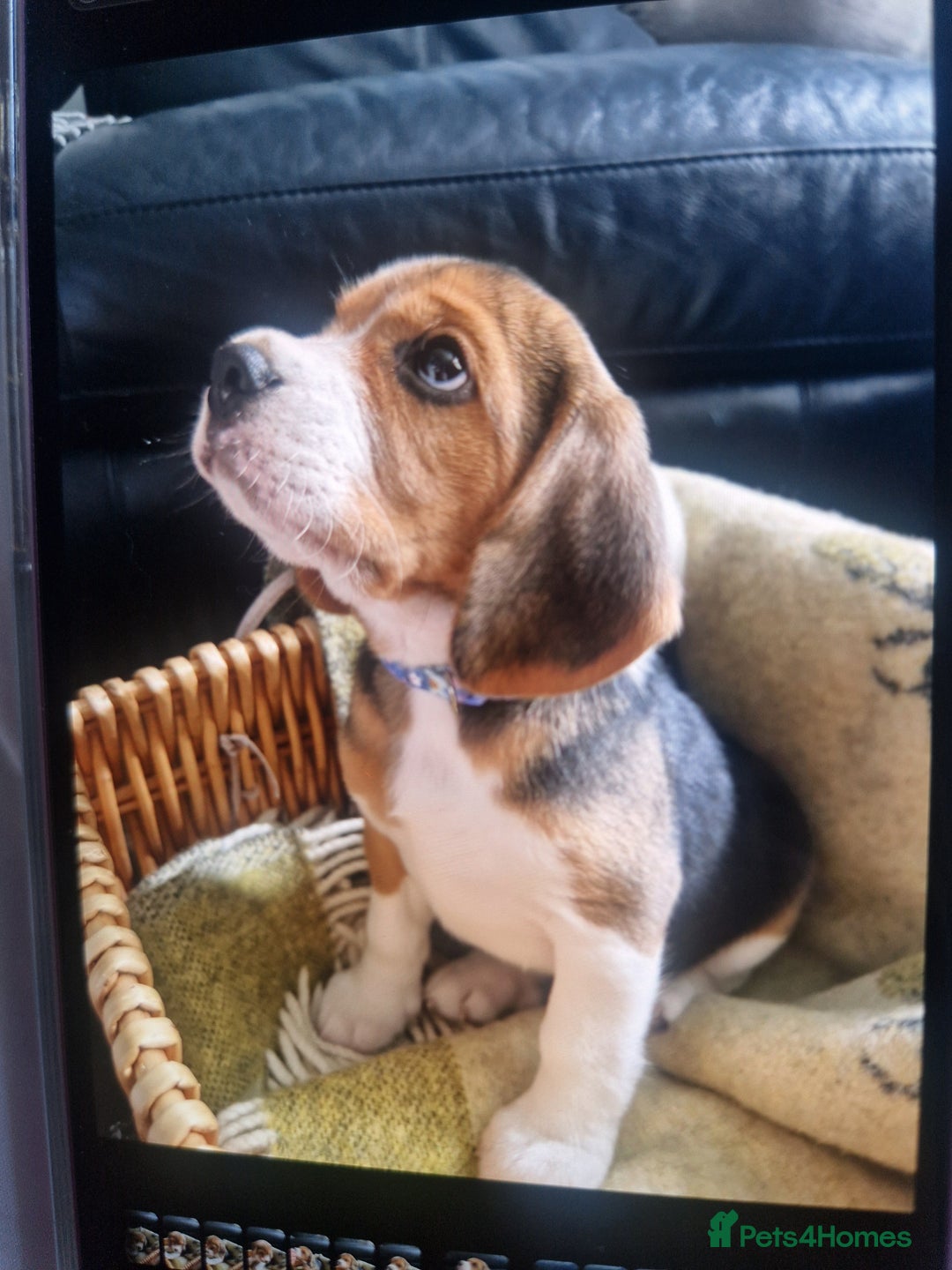Beagle dogs for sale: (5th gen) pure pedigree beagle puppy - Image 11