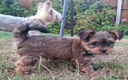 Yorkshire Terrier dogs for sale: 4 Yorkie Dogs looking for a new home.  - Image 7