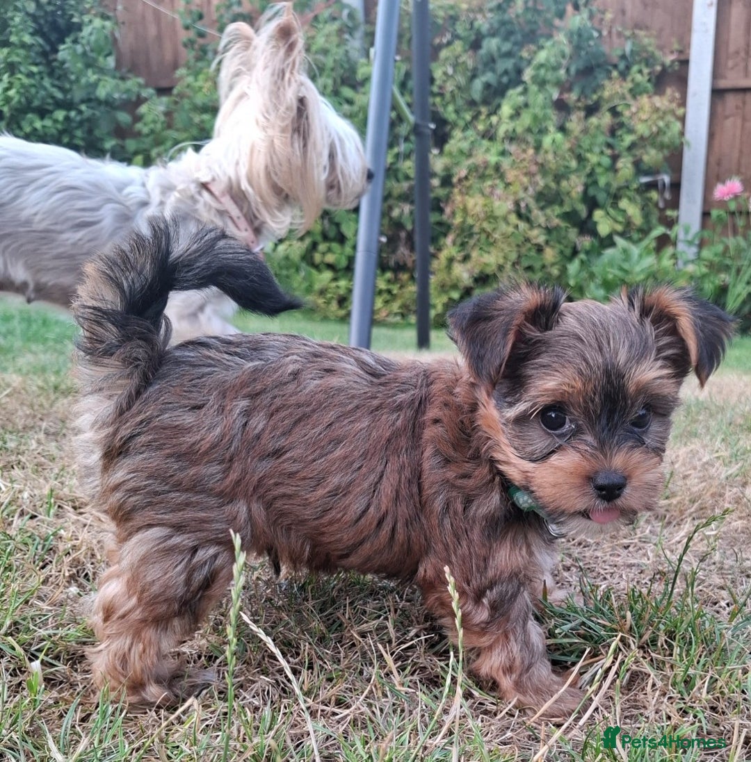 Yorkshire Terrier dogs for sale: 4 Yorkie Dogs looking for a new home.  - Image 7