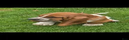 Basset Hound dogs for sale: Basset hound pups kc reg.European lines - Advert 7