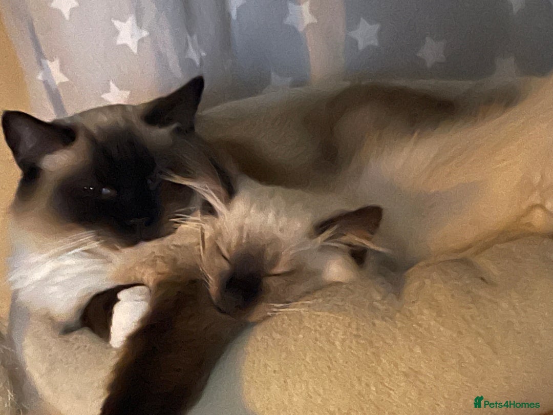 Ragdoll cats for sale: Cuddly GCCF Ragdoll Boy - Image 5