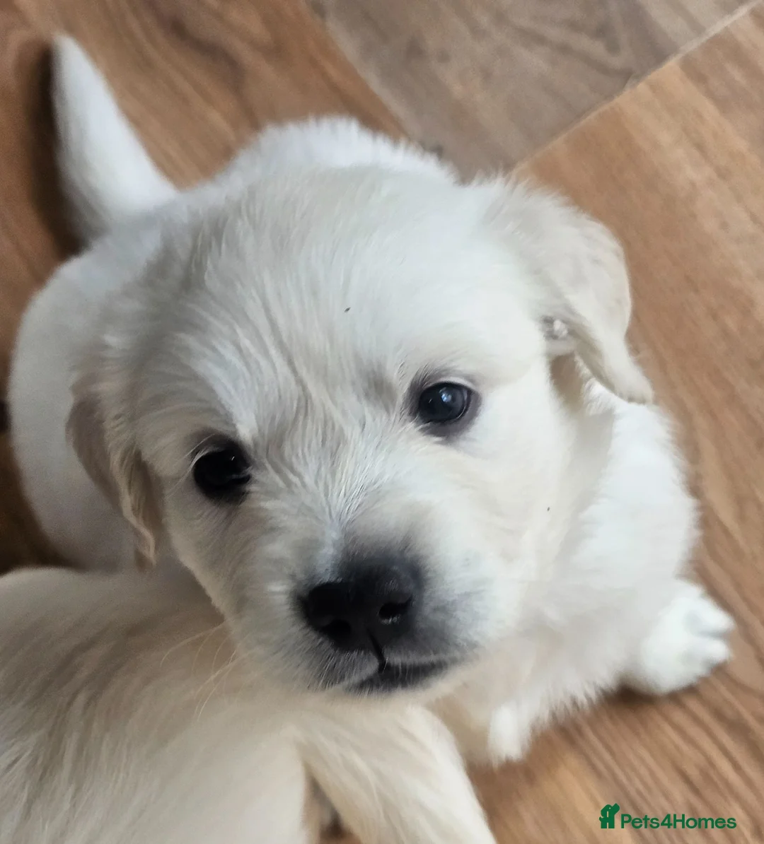 Golden Retriever dogs for sale: Cream and golden retriever puppies in Bristol - Advert 33