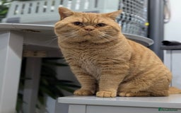 British Shorthair cats for sale: Show champion red British shorthair boy for sale  - Image 8
