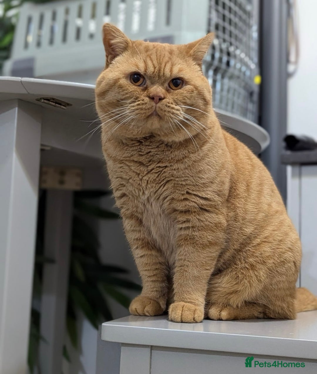 British Shorthair cats for sale: Show champion red British shorthair boy for sale  - Image 8
