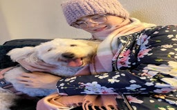 Tibetan Terrier dogs for adoption: Sweet Sophie Needs Love  in Salisbury - Image 10