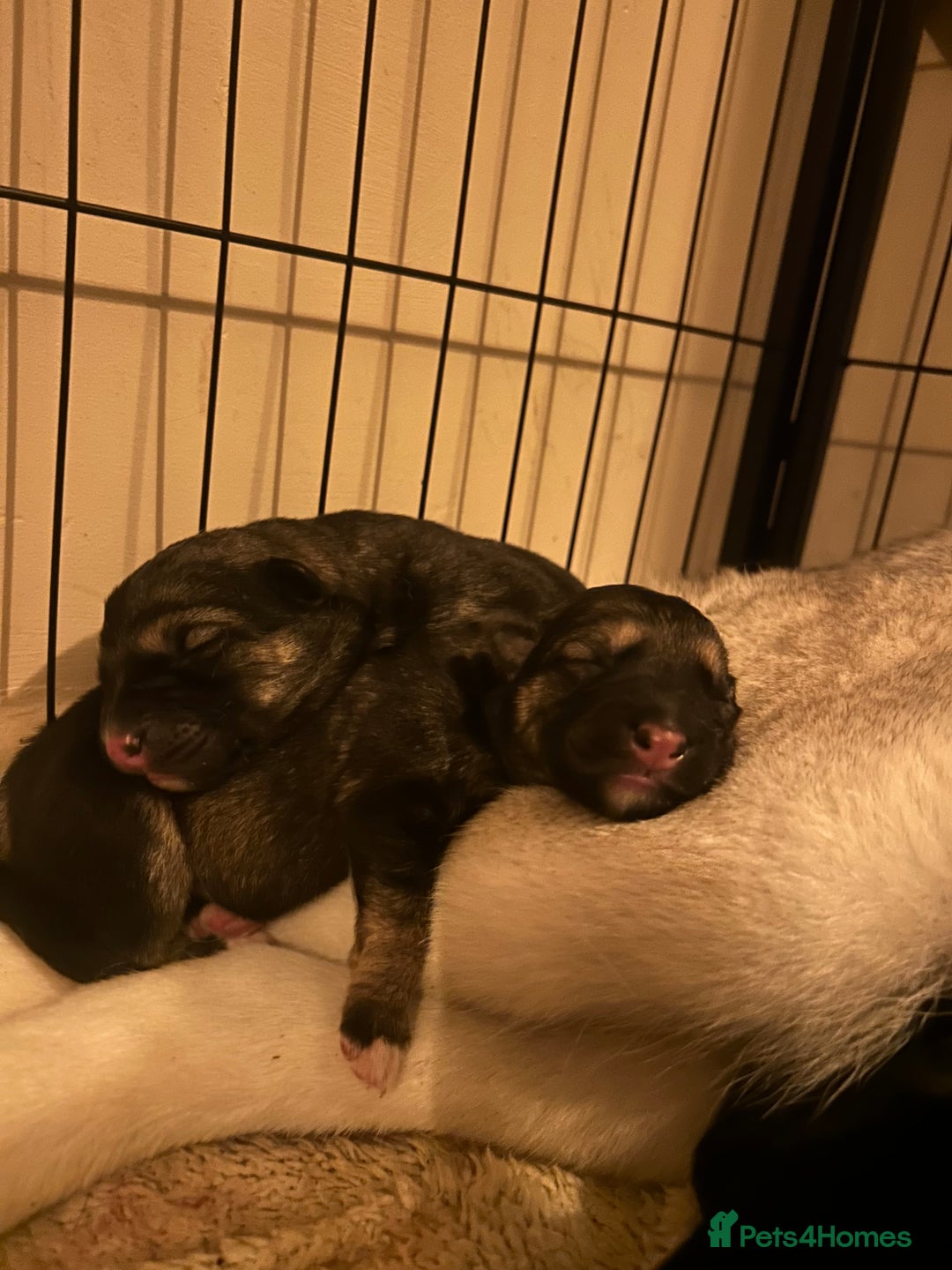 Shepsky dogs for sale: puppy’s for sale  - Image 6