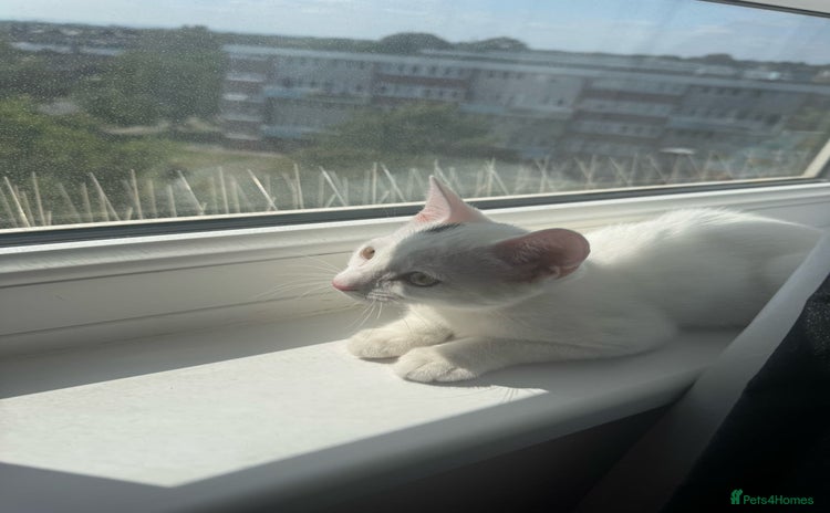 Domestic Shorthair cats - Advert 1