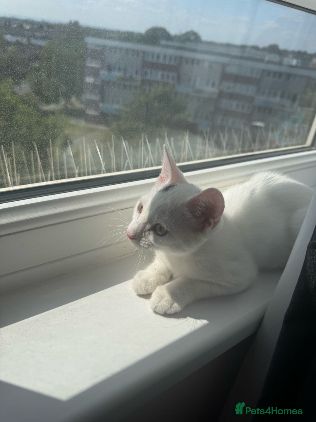 Domestic Shorthair cats for sale: 2 cats for sale - read description  - Image 1