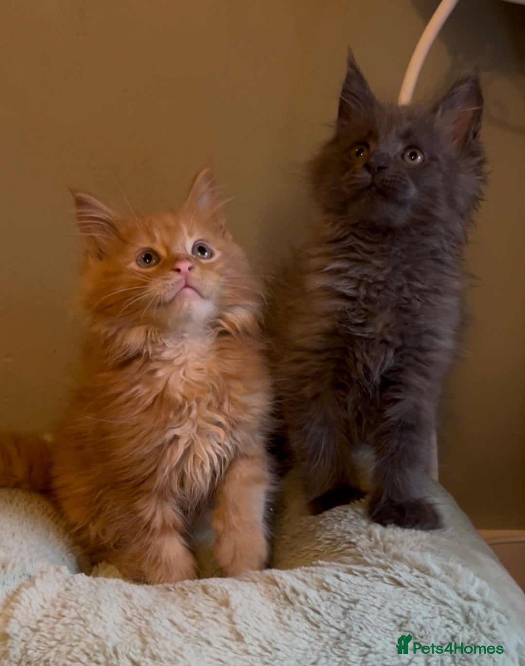 Maine Coon cats for sale: Pedigree Maine coon kittens READY NOW - Image 17