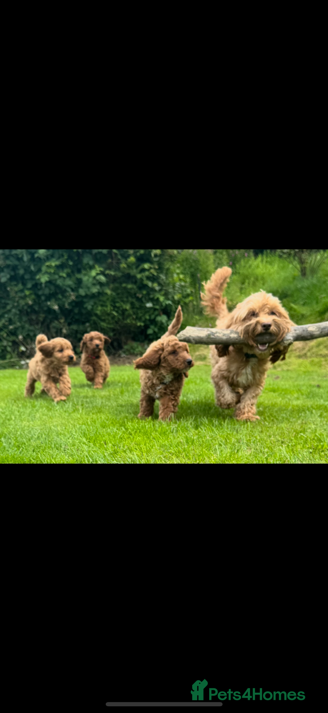 Cockapoo dogs for sale: Cockerpoo  in Carmarthen - Image 4