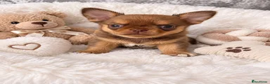 Chihuahua 2