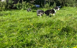 Border Collie dogs for sale: 4 border collie males looking for forever homes  - Image 32