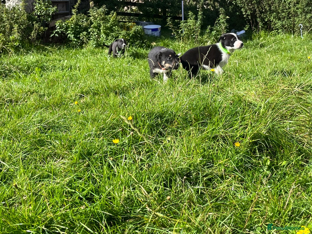 Border Collie dogs for sale: 4 border collie males looking for forever homes  - Image 32