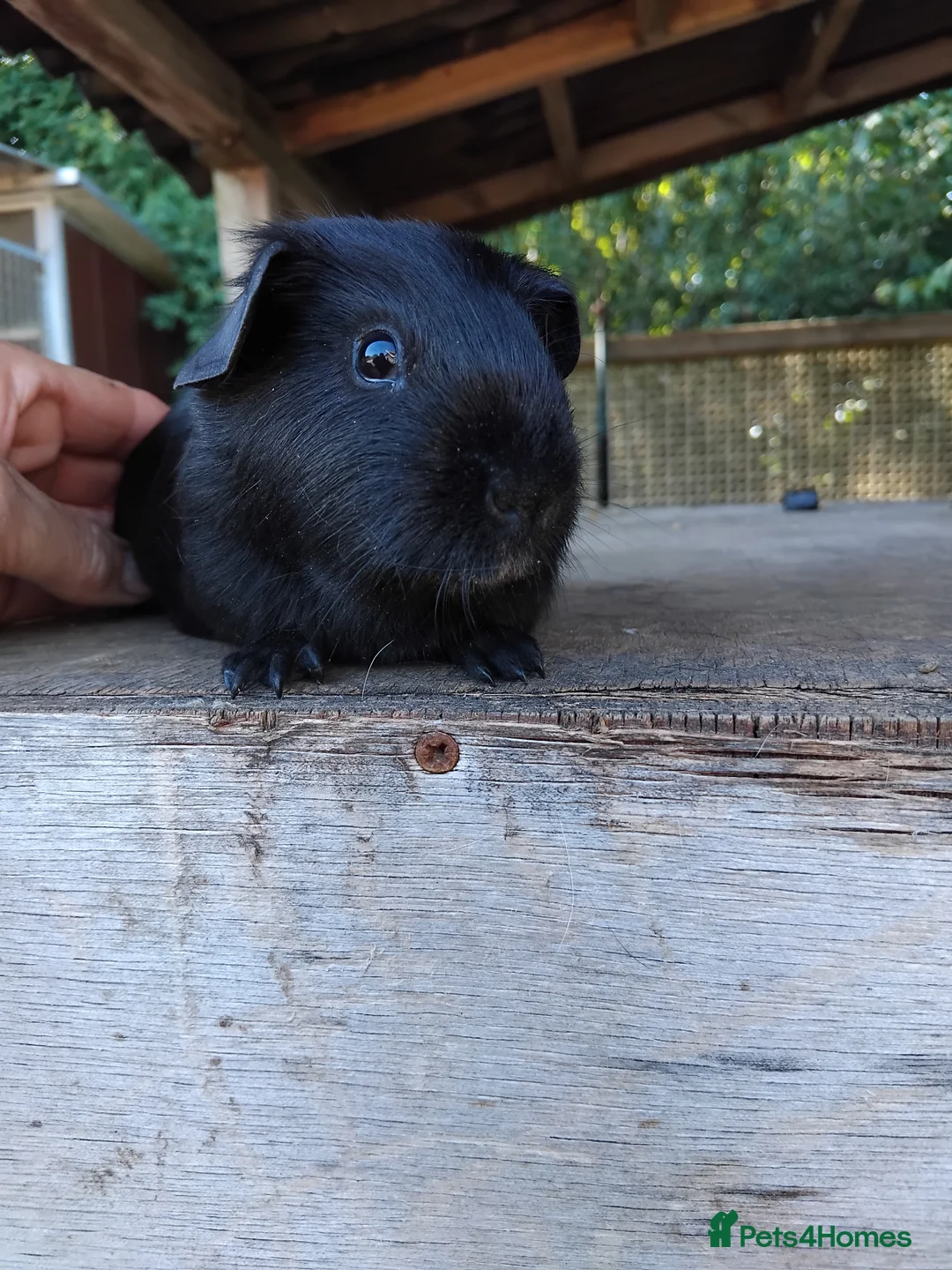 Guinea Pig rodents for sale: Spots Galore!!! Baby Chocolate Dalmation boys. - Advert 8
