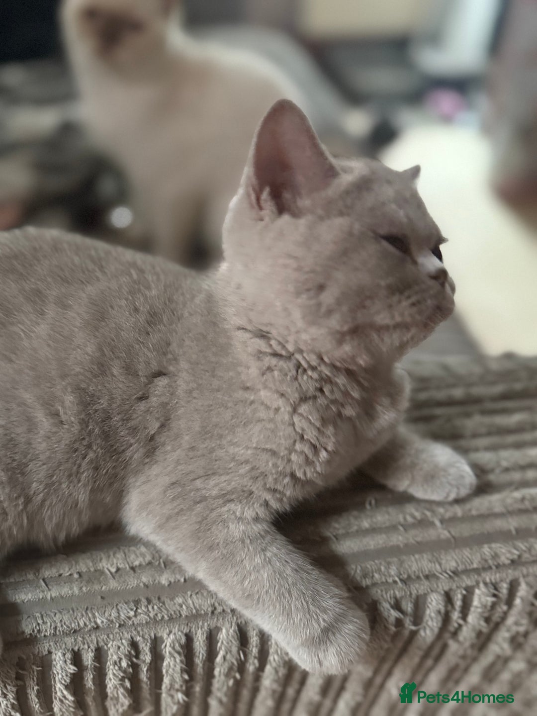British Shorthair cats for sale: Lilac bsh female  - Image 12