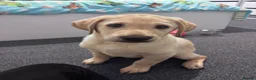 Labrador Retriever dogs for sale: Kc reg stunning Labrador puppy - Advert 2
