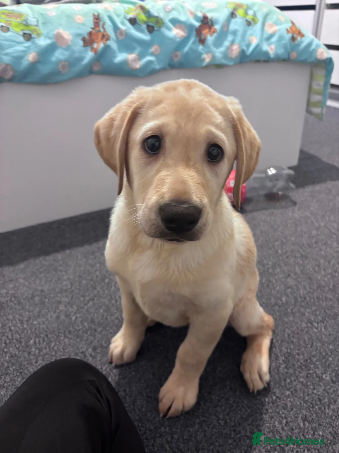 Labrador Retriever dogs for sale: Kc reg stunning Labrador puppy - Advert 2