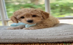 Mixed Breed dogs for sale: Teddy bear puppies - Image 17