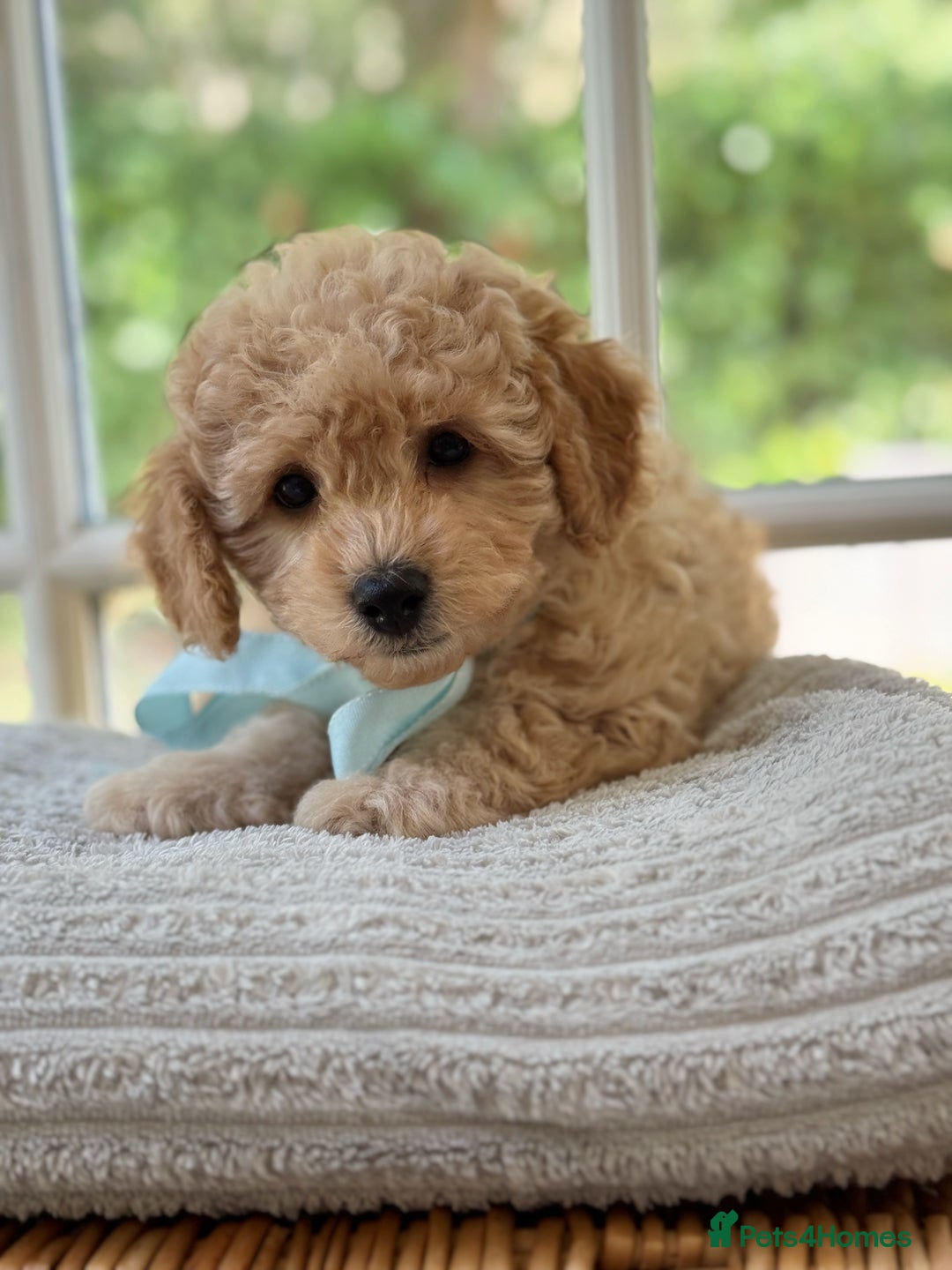 Mixed Breed dogs for sale: Teddy bear puppies - Image 17