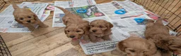 Cockapoo dogs for sale: DNA Clear F1 Red Toy Cockapoo Puppies  - Advert 13