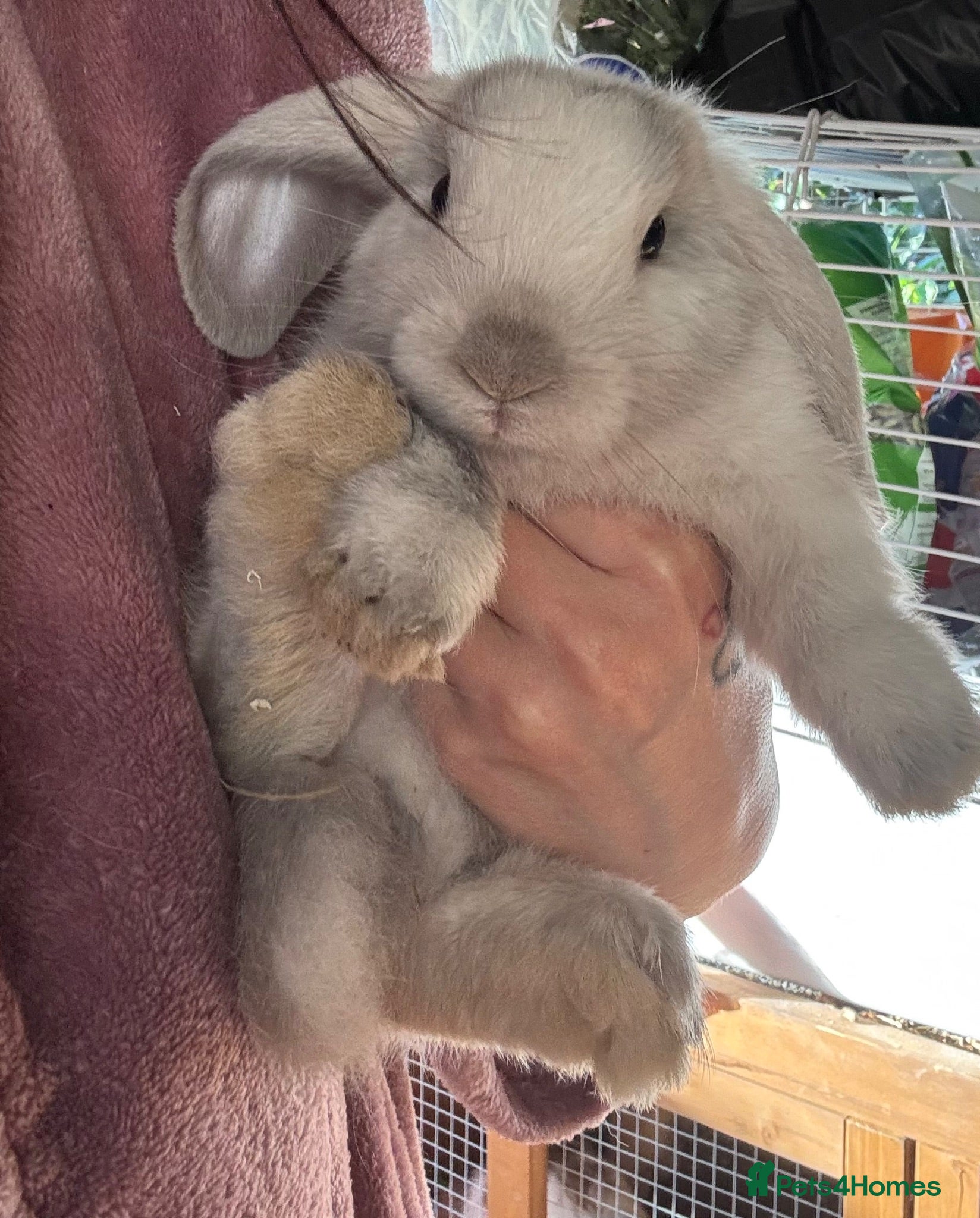 Mini Lop rabbits mini lops  - Advert 6