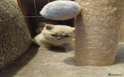 British Shorthair cats for sale: BSH lilac boys and girls, GCCF registered  - Image 14