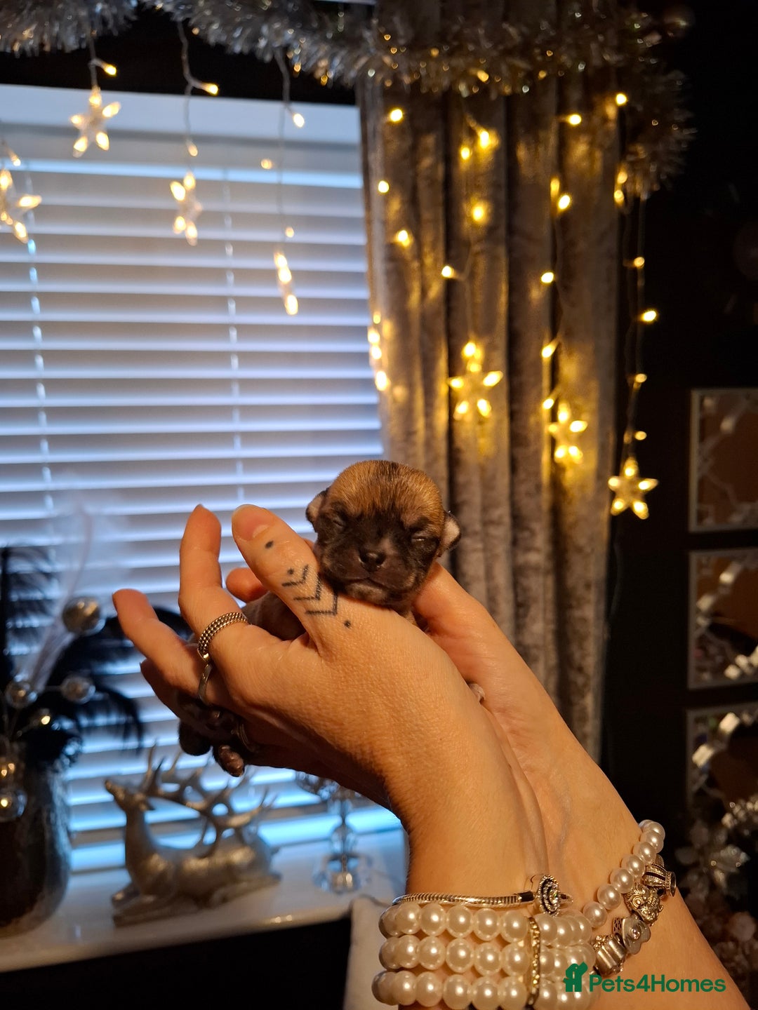 Chihuahua dogs for sale: Gorgeous Chihuahua puppies ❤️👑❤️ Bristol  - Advert 7