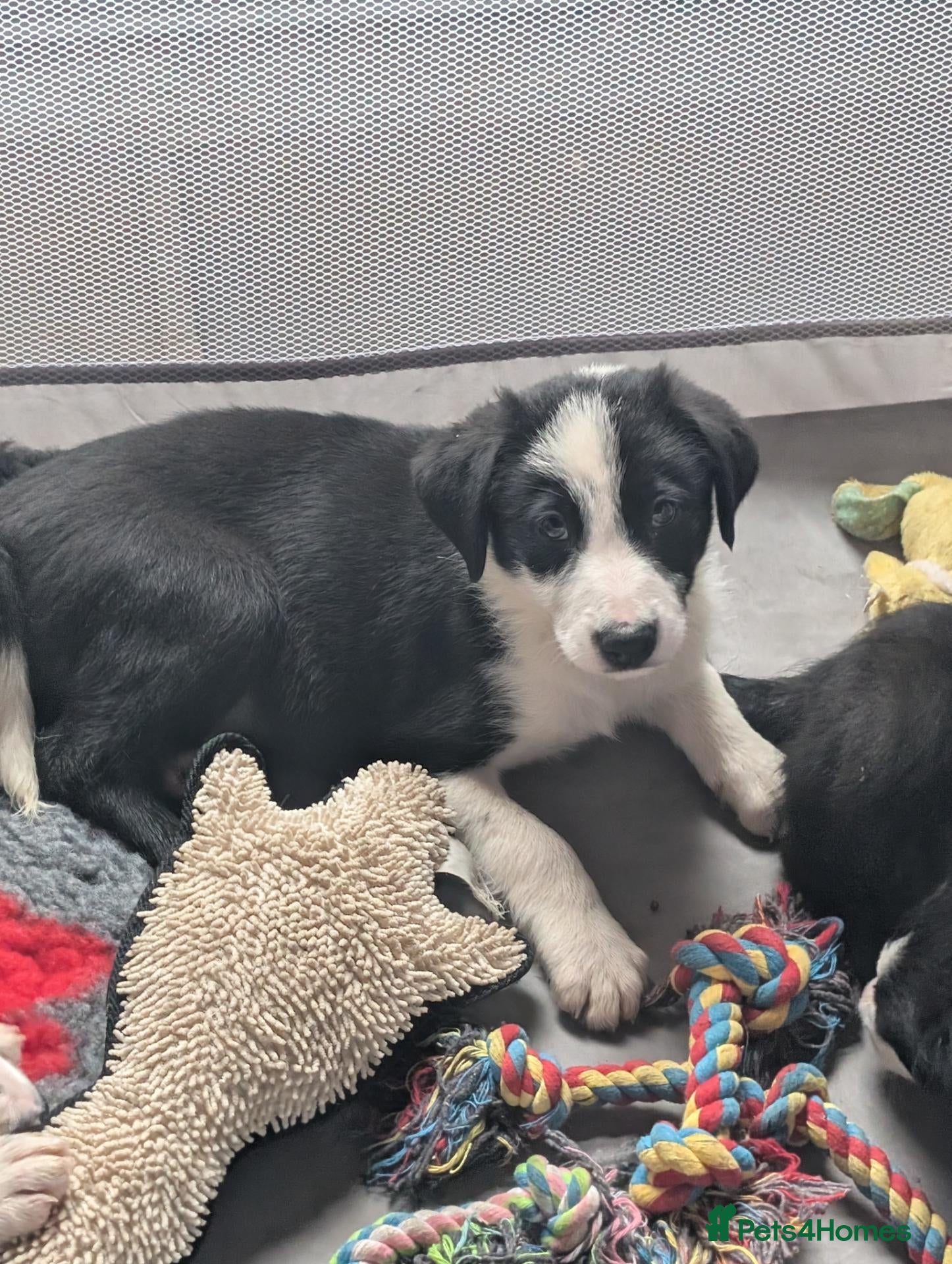 Border Collie dogs Border collie puppies  - Advert 2