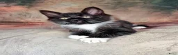 Maine Coon cats for sale: Beautiful TICA Registered Maine Coon Kittens - Advert 14