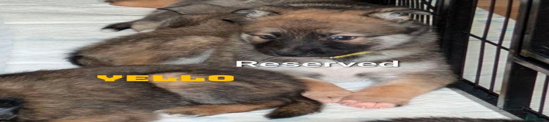 Pup 3- Yellow RESERVED