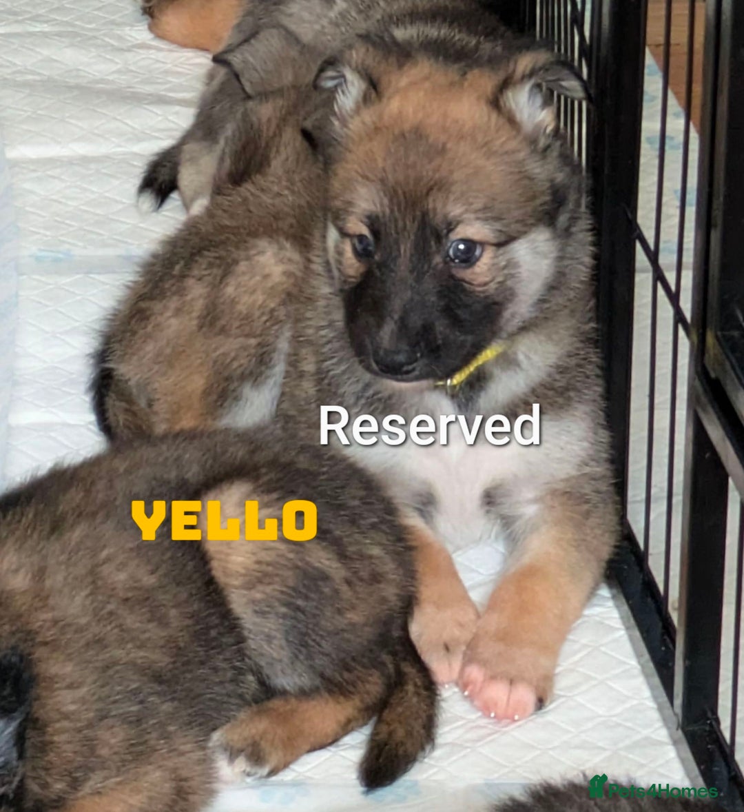 Shepsky dogs for sale: 3 Beautiful Female Bi-eyed Shepsky puppies  - Image 16