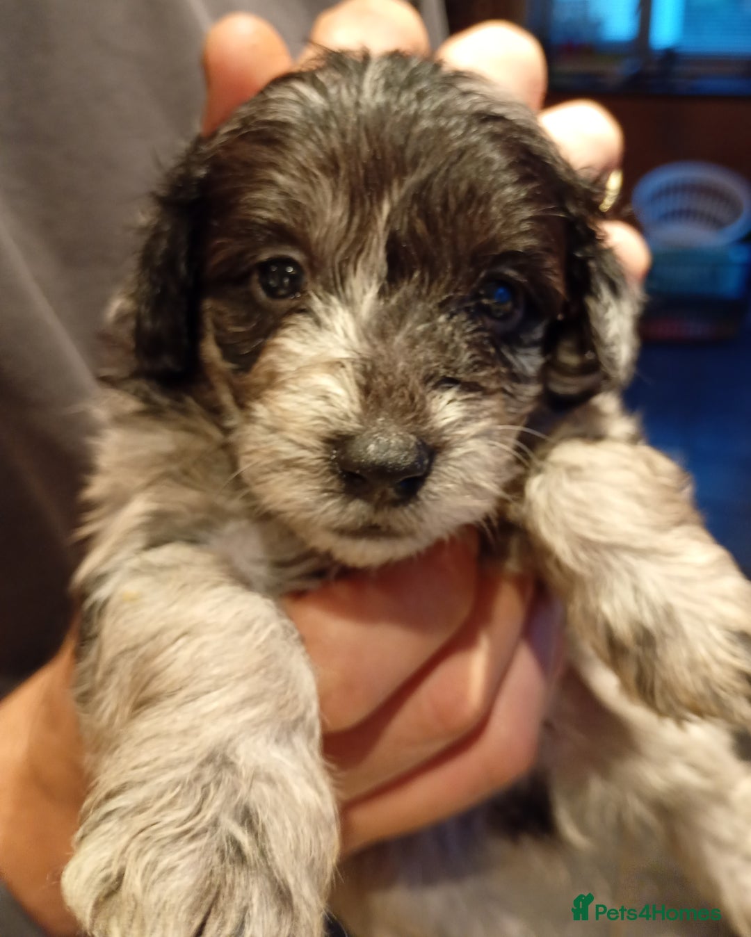 Mixed Breed dogs for sale: Beautiful pomapoo X puppies  - Image 11